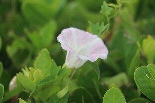 打碗花
