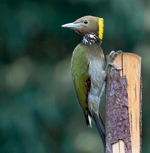 绿啄木鸟栖息树干