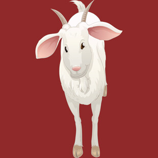 可爱白山羊