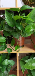 木质架上的翠绿盆栽