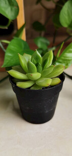 黑色花盆中的翠绿多肉
