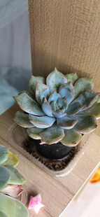 蓝绿色多肉植物盆栽