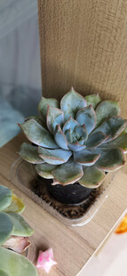 蓝绿色多肉植物特写