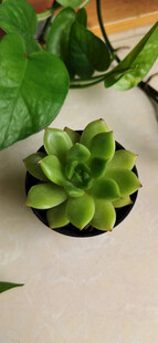 小巧多肉植物绿意盎然