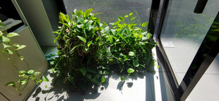 窗边绿植生机盎然