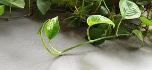 翠绿藤蔓植物特写