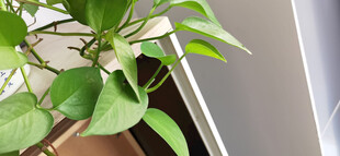 窗边绿植生机盎然