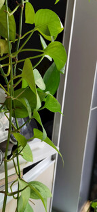 窗边垂吊的绿萝藤蔓