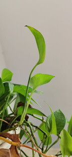 翠绿绿萝生机盎然