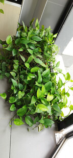 翠绿繁茂的室内绿植