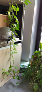 室内绿植装饰角落