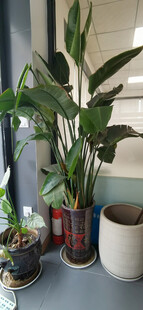 室内绿植组合装点空间