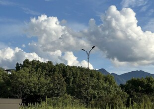 蓝天白云下的绿树