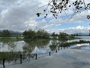 湖畔湿地风光