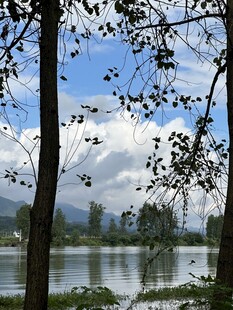 湖畔树影 山水相映成趣