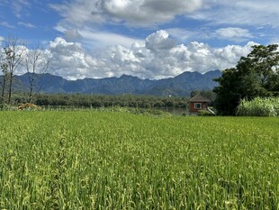 广袤绿野与远山蓝天