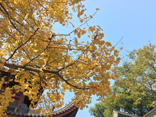 秋日古树下的金黄景致