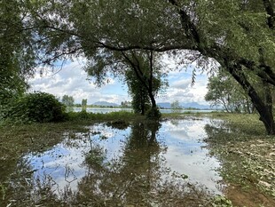 水浸树林的自然景象