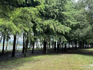 林间草地 葱郁树木景致