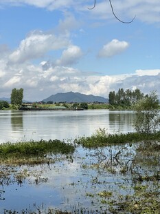 湖畔湿地风光