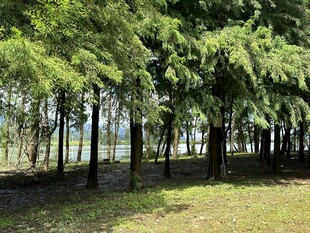 茂密树林下的开阔草地