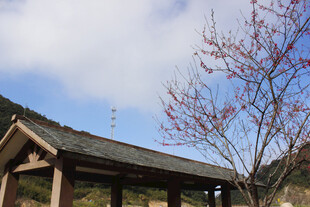 山间古亭旁的红枝蓝天