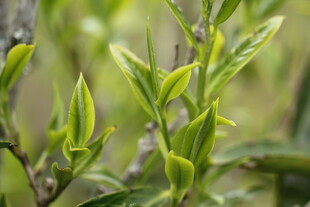 嫩绿新茶芽