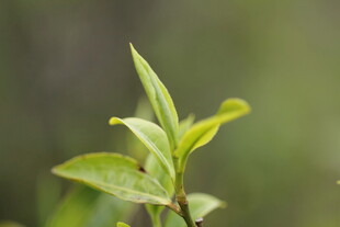 嫩绿新茶芽
