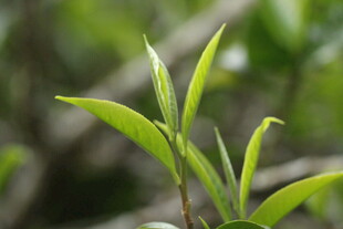 嫩绿新茶芽