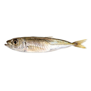 小鱼