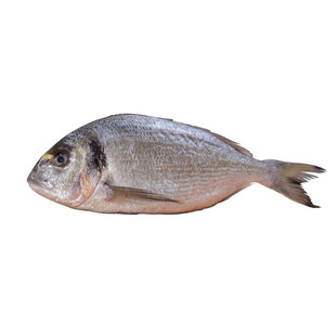 海鱼