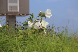 芙蓉葵