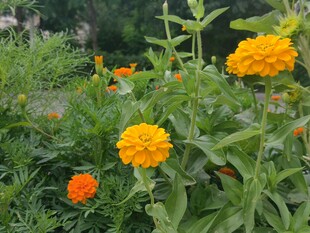 花丛中的艳丽万寿菊