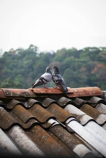 屋顶上亲昵的两只鸽子