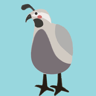 卡通风格站立的灰羽小鸟