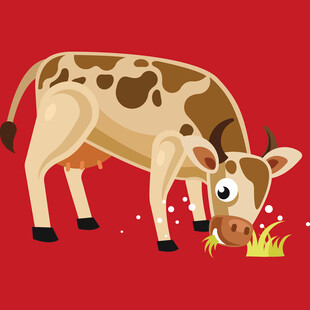 低头吃草的斑点奶牛