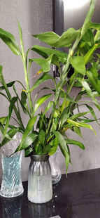 清新绿植装点家居角落