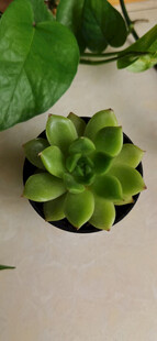 室内小巧绿植多肉盆栽