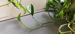 窗边绿萝藤蔓特写