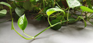 翠绿绿萝藤蔓特写