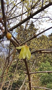 黄色小花