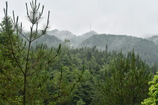 山林云雾间的葱郁景致
