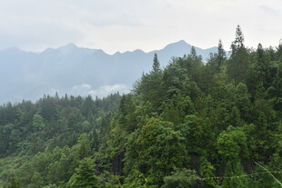 山林葱郁 远处山峦隐现