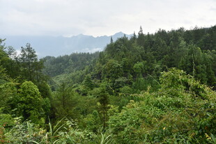 山林绿意景观