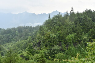 山林绿意盎然的自然景致