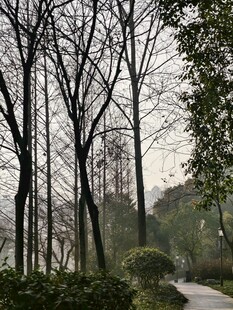 林间小道 静谧冬日景致