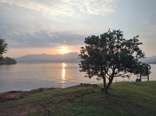 湖畔孤树迎日出美景