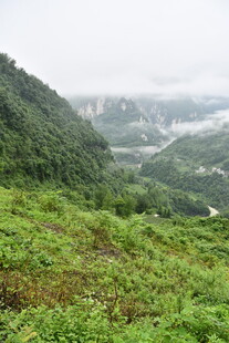 山间绿野风光