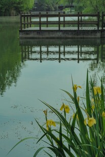 湖畔花草与水上亭台景致