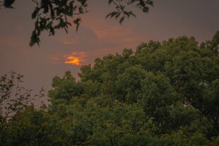 夕阳透过树梢的美丽景象